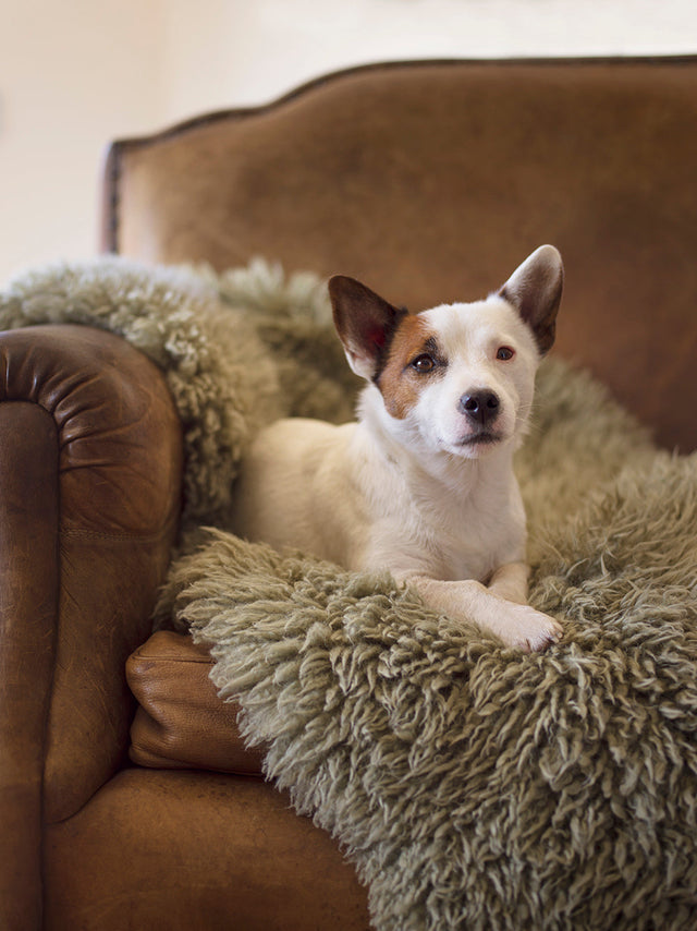 What are the best hypoallergenic rugs for your home?