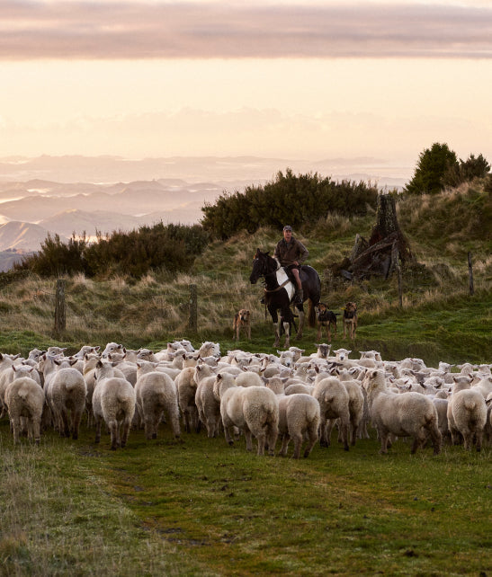 Why Sheep Don